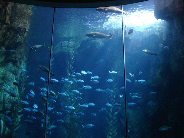 Big tank, Aquarium of the Pacific