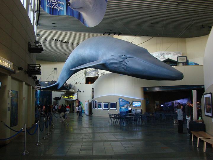 Edie, fiberglass blue whale, at the Aquarium of the Pacific
