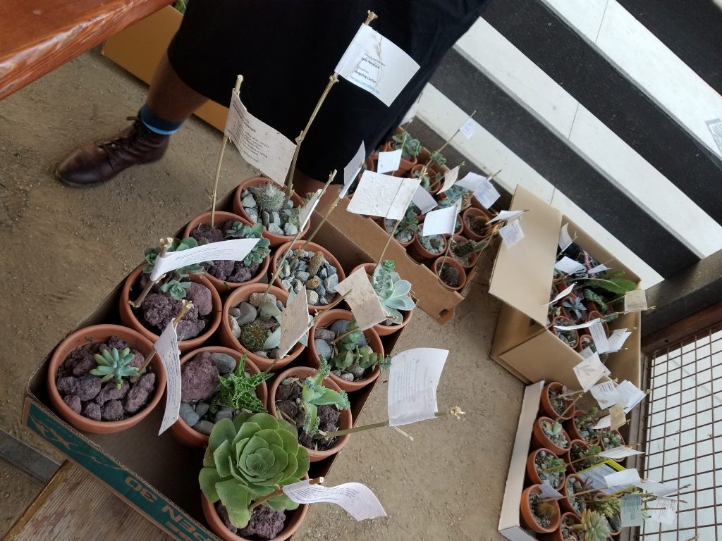 Potted succulents in boxes